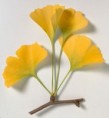 /album/photogallery/ayurveda-jpg/