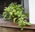 /album/photogallery/pohon-dewa-jpg/